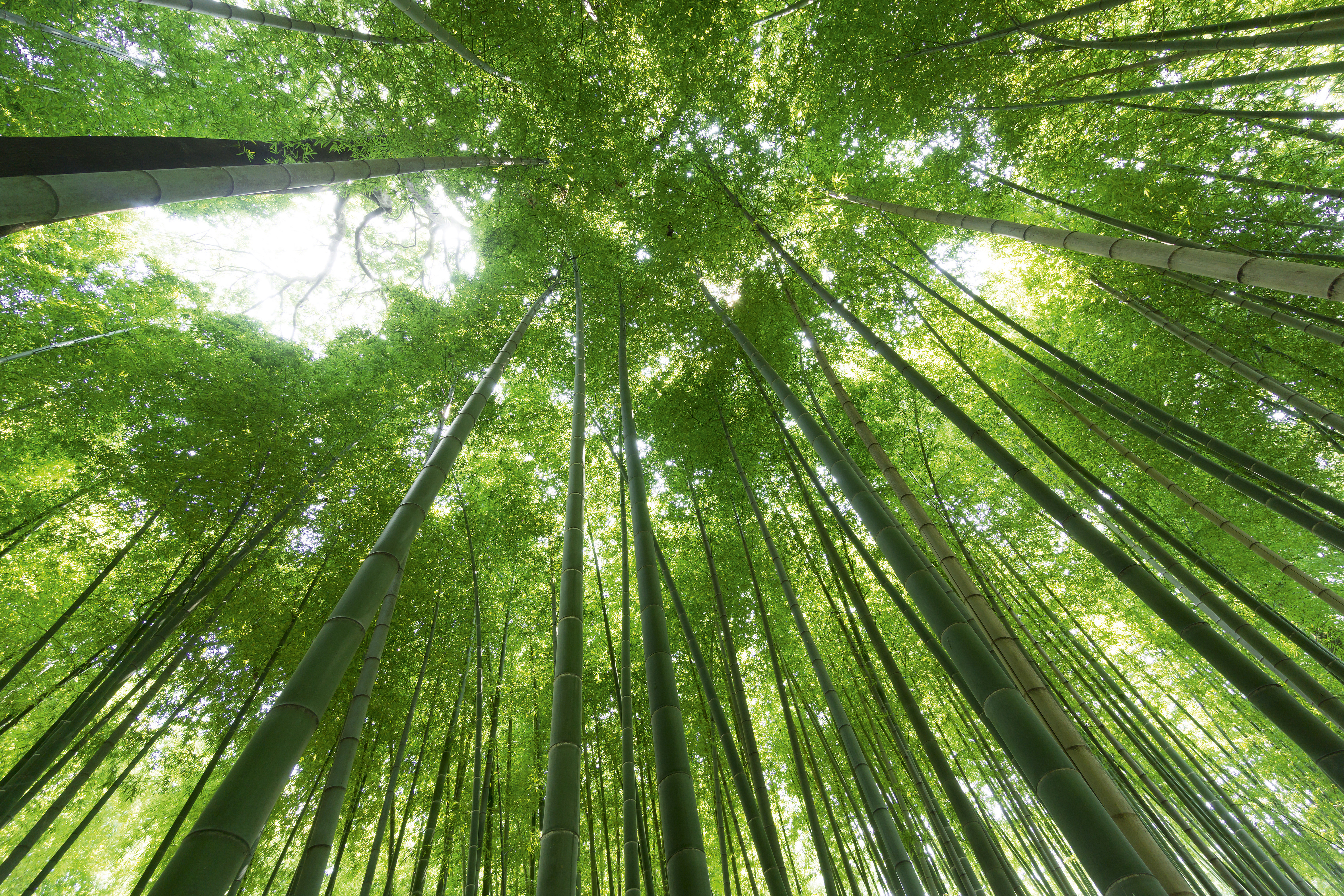 Bambou.jpg